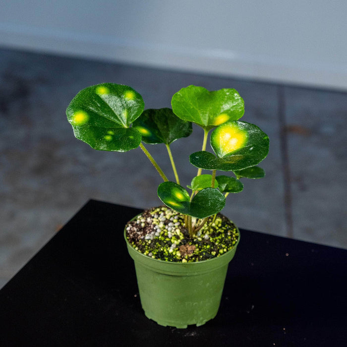 Gabriella Plants Other 4" Farfugium japonicum 'Aureomaculatum' 'Firefly'