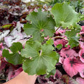 Gabriella Plants Other 4" Farfugium japonicum 'Crispata'