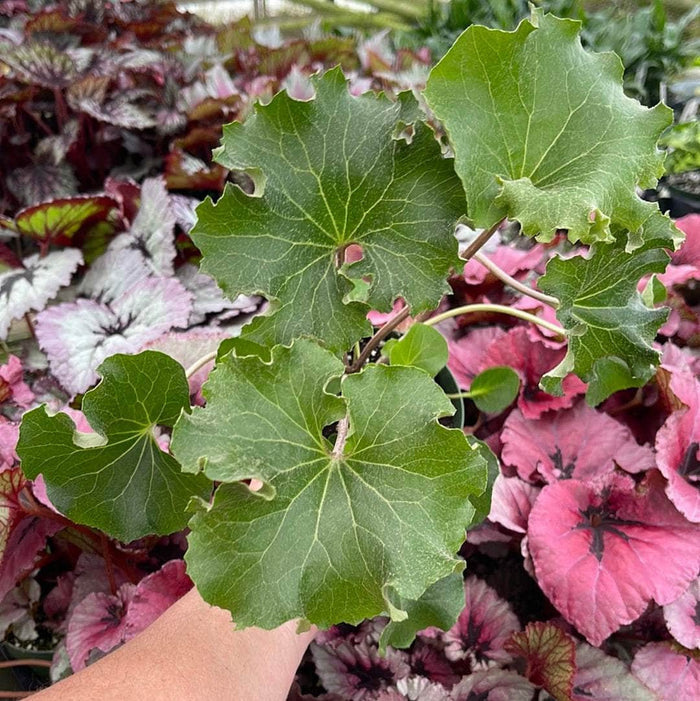 Gabriella Plants Other 4" Farfugium japonicum 'Crispata'