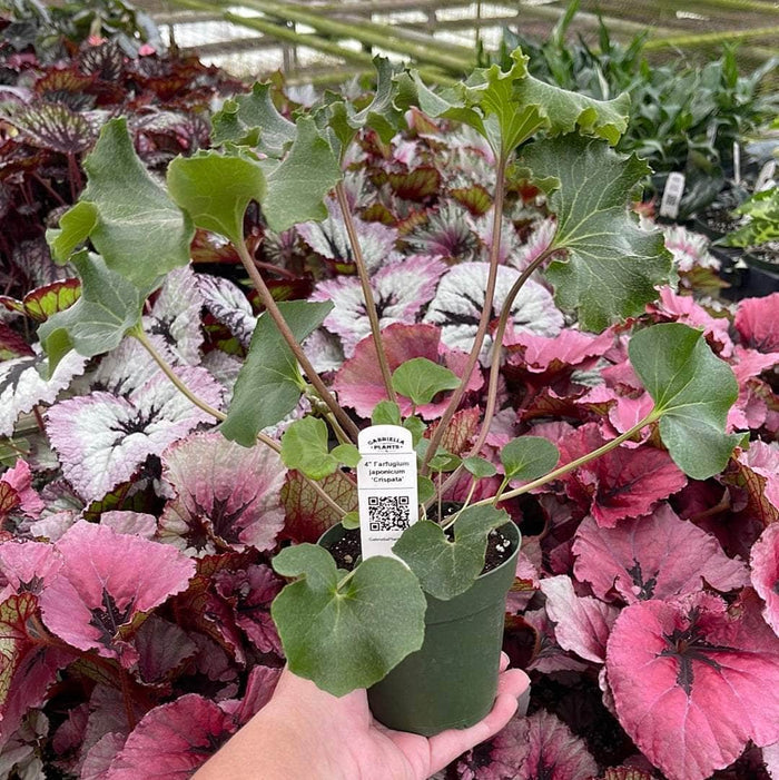 Gabriella Plants Other 4" Farfugium japonicum 'Crispata'
