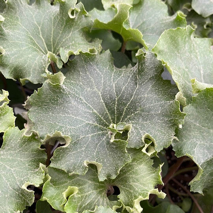 Gabriella Plants Other 4" Farfugium japonicum 'Crispata'