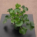 Gabriella Plants Other 4" Farfugium japonicum 'ShiShi Botan'