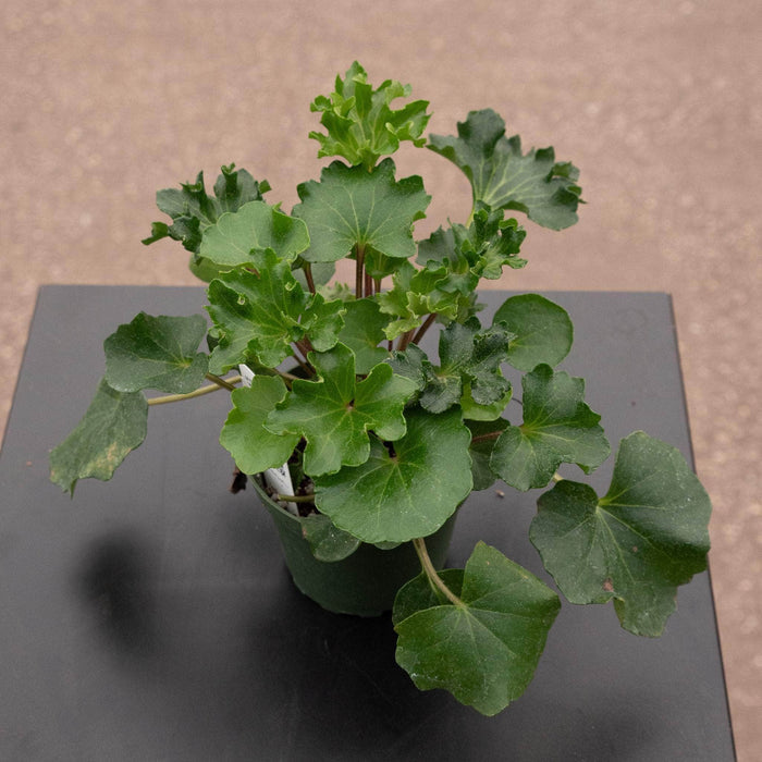 Gabriella Plants Other 4" Farfugium japonicum 'ShiShi Botan'