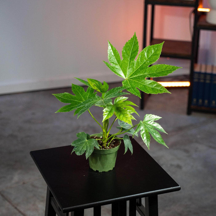 Gabriella Plants Other 4" Fatsia japonica 'Spider's Web'