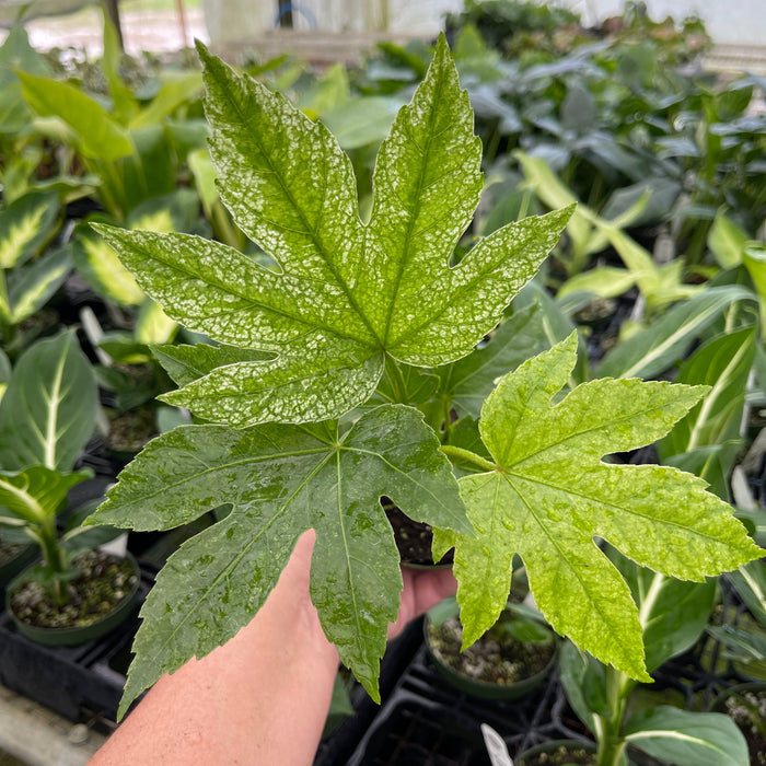 Gabriella Plants Other 4" Fatsia japonica 'Spider's Web'