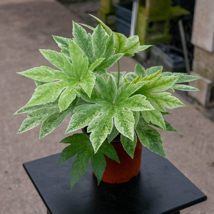 6"