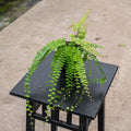 Gabriella Plants Fern 4" Fern Adiantum caudatum 'Trailing Maidenhair'