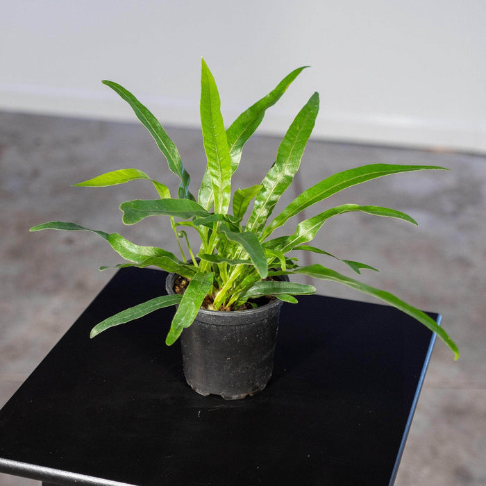 Gabriella Plants Fern 4" Fern Aglaomorpha coronans "Crown Fern"