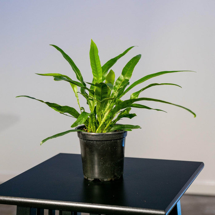 Gabriella Plants Fern 4" Fern Aglaomorpha coronans "Crown Fern"