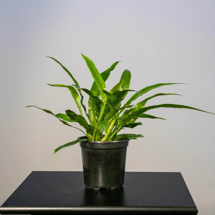 Gabriella Plants Fern 4" Fern Aglaomorpha coronans "Crown Fern"