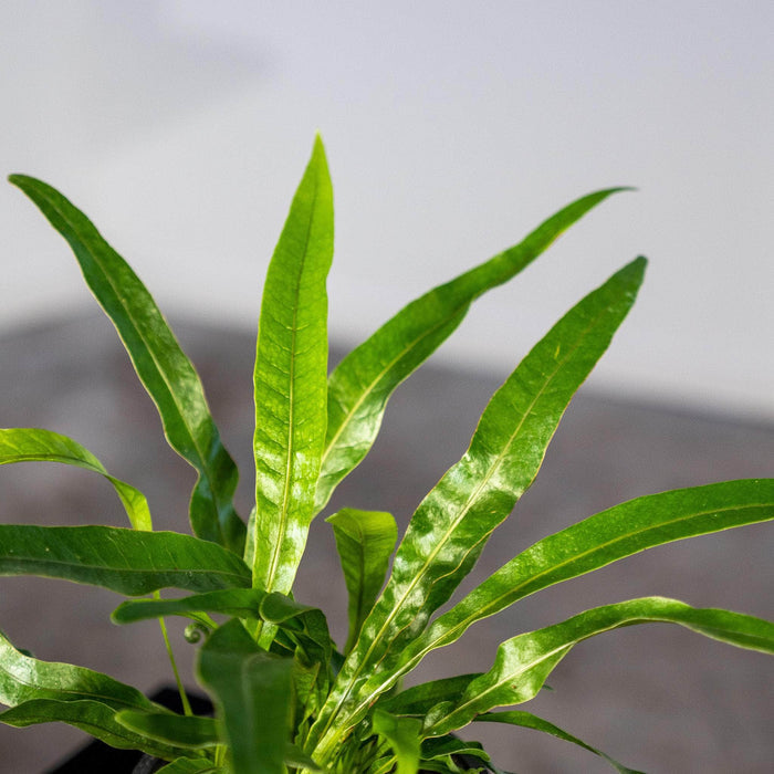 Gabriella Plants Fern 4" Fern Aglaomorpha coronans "Crown Fern"