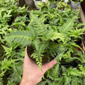 Gabriella Plants Fern 4" Fern East Indian Holly