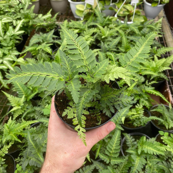 Gabriella Plants Fern 4" Fern East Indian Holly