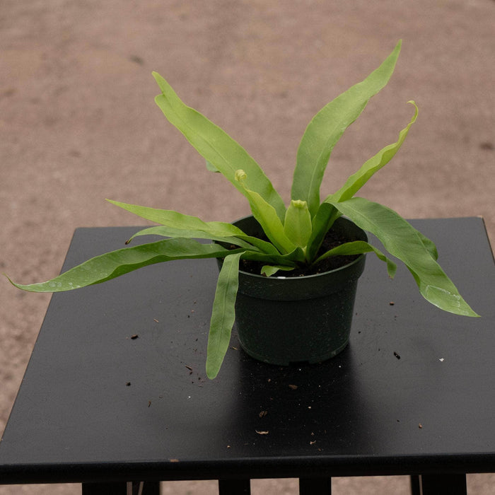 Gabriella Plants Fern 4" Fern Asplenium antiquum 'Japanese Bird's Nest'