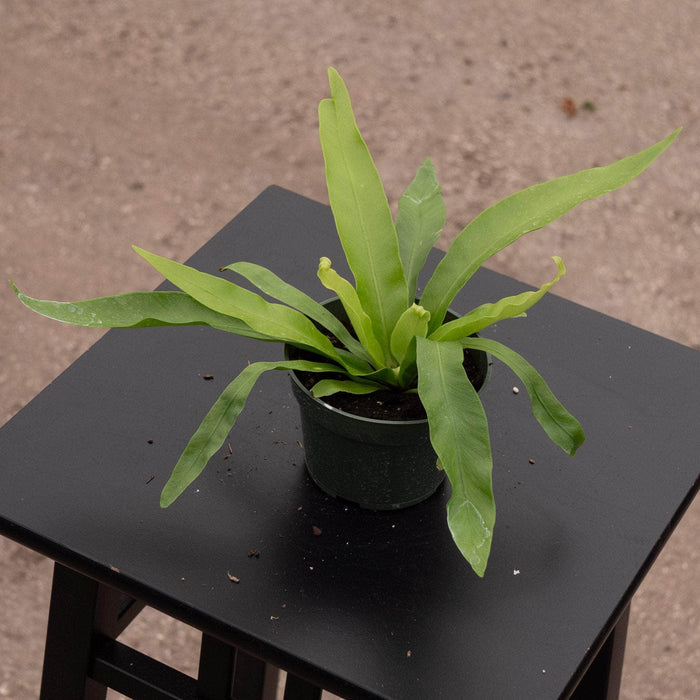 Gabriella Plants Fern 4" Fern Asplenium antiquum 'Japanese Bird's Nest'