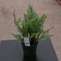 Gabriella Plants Fern 4" Fern Athyrium niponicum pictum 'Japanese Painted Regal Red Fern'