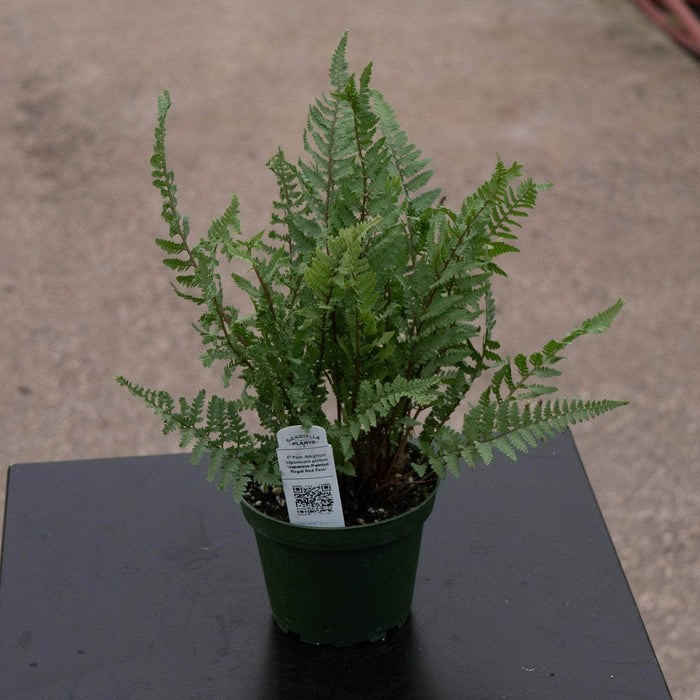 Gabriella Plants Fern 4" Fern Athyrium niponicum pictum 'Japanese Painted Regal Red Fern'