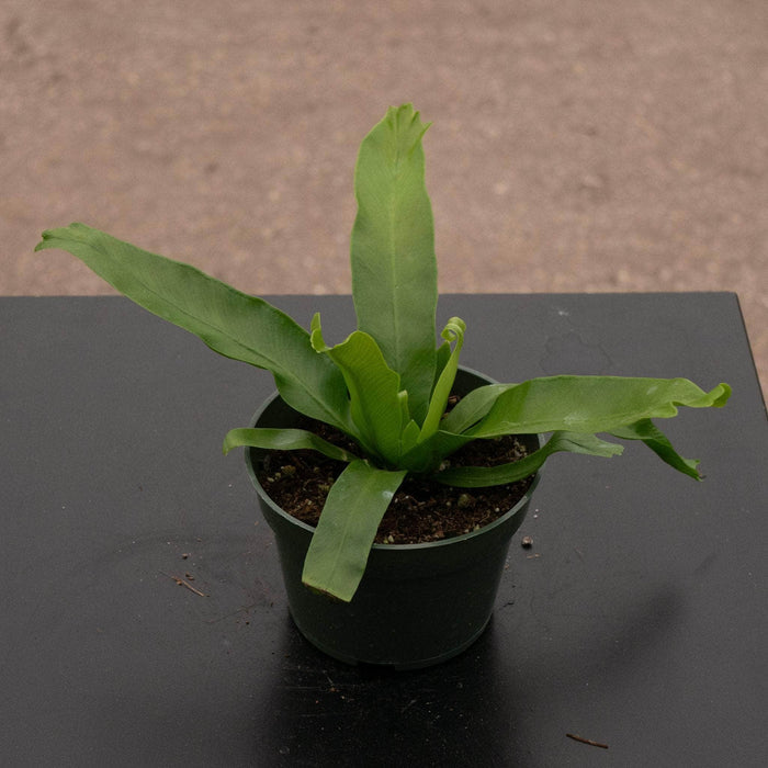 Gabriella Plants Fern 4" Fern Bird's Nest Asplenium antiquum 'Crissie'