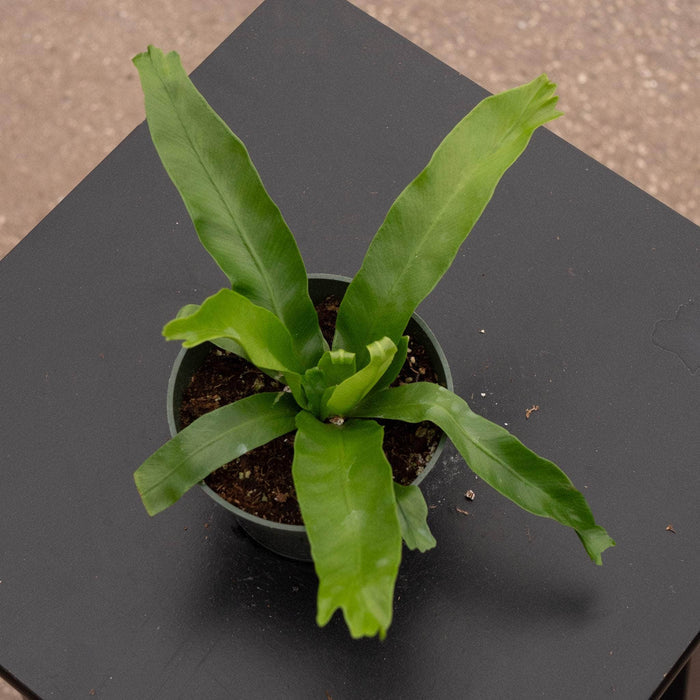 Gabriella Plants Fern 4" Fern Bird's Nest Asplenium antiquum 'Crissie'