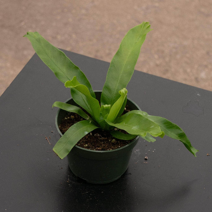 Gabriella Plants Fern 4" Fern Bird's Nest Asplenium antiquum 'Crissie'