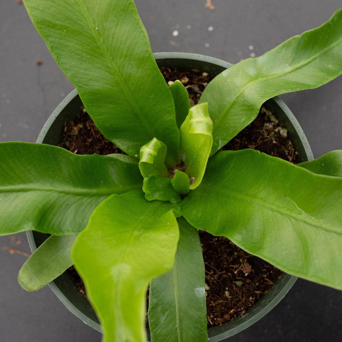 Gabriella Plants Fern 4" Fern Bird's Nest Asplenium antiquum 'Crissie'