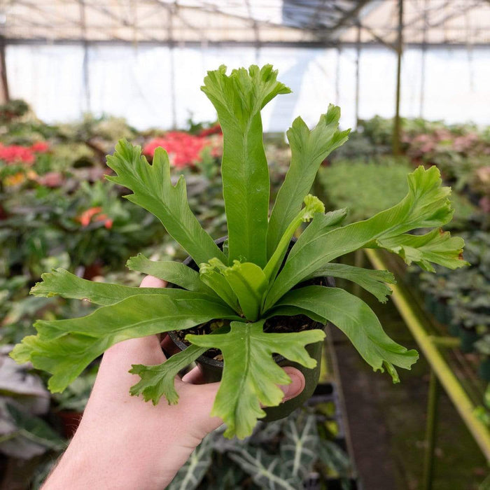 Gabriella Plants Fern 4" Fern Birdsnest Crissie