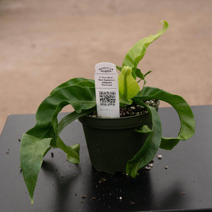 Gabriella Plants Fern 4" Fern Bird's Nest Asplenium antiquum 'Hurricane'