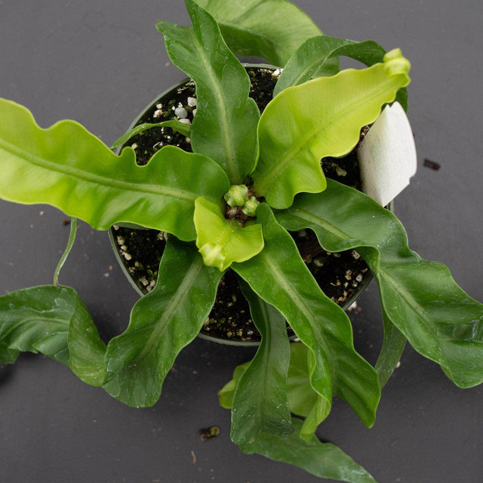 Gabriella Plants Fern 4" Fern Bird's Nest Asplenium antiquum 'Hurricane'