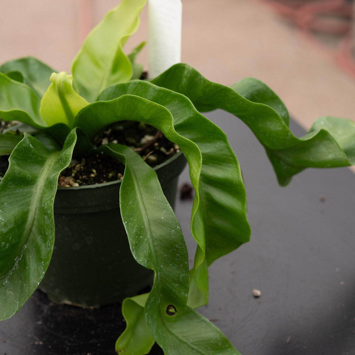 Gabriella Plants Fern 4" Fern Bird's Nest Asplenium antiquum 'Hurricane'