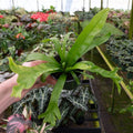 Gabriella Plants Fern 4" Fern Birdsnest Leslie