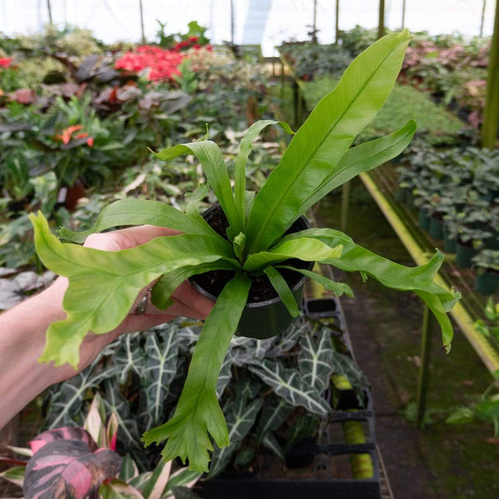 Gabriella Plants Fern 4" Fern Birdsnest Leslie