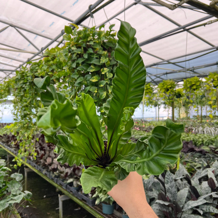 Gabriella Plants Fern 4" Fern Bird's Nest Asplenium musifolium 'Cobra'