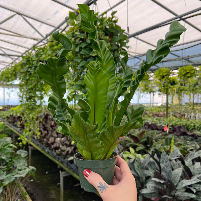 Gabriella Plants Fern 4" Fern Bird's Nest Asplenium musifolium 'Cobra'