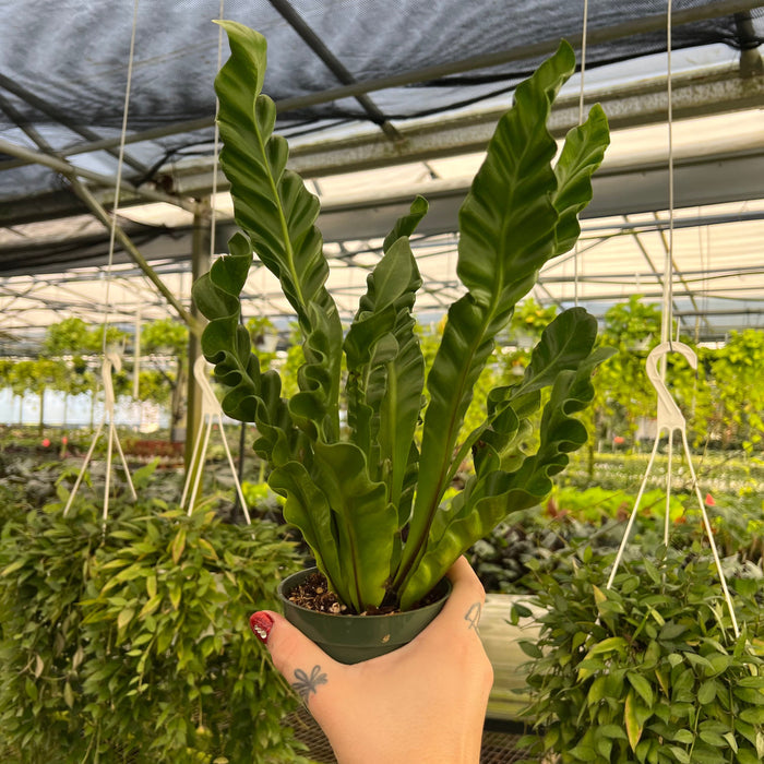 Gabriella Plants Fern 4" Fern Bird's Nest Asplenium musifolium 'Cobra'