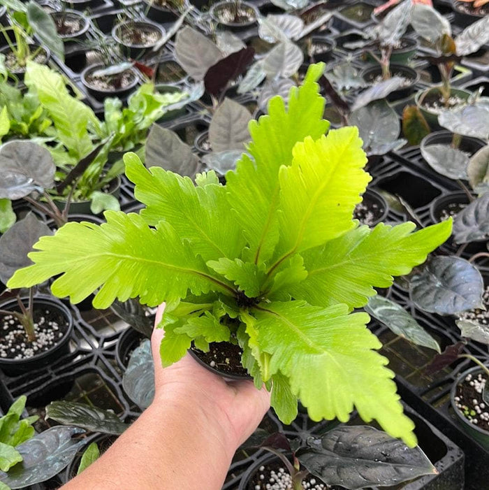 Gabriella Plants Fern 4" Fern Bird's Nest Asplenium nidus 'Campio'