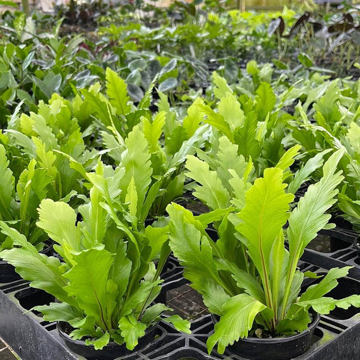Gabriella Plants Fern 4" Fern Bird's Nest Asplenium nidus 'Campio'