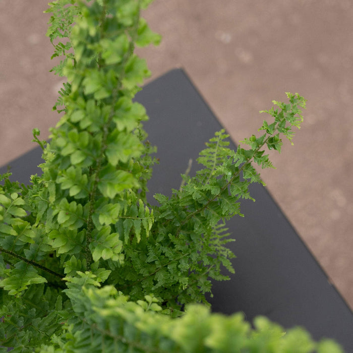 Gabriella Plants Fern 4" Fern Boston Nephrolepis exaltata 'Green Fantasy'