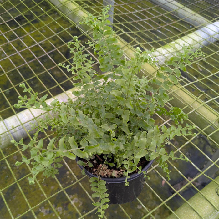 Gabriella Plants Fern 4" Fern Boston Nephrolepis exaltata 'Petticoat'