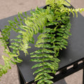 Gabriella Plants Fern 4" Fern Boston Nephrolepis exaltata variegated "Tiger Stripe"
