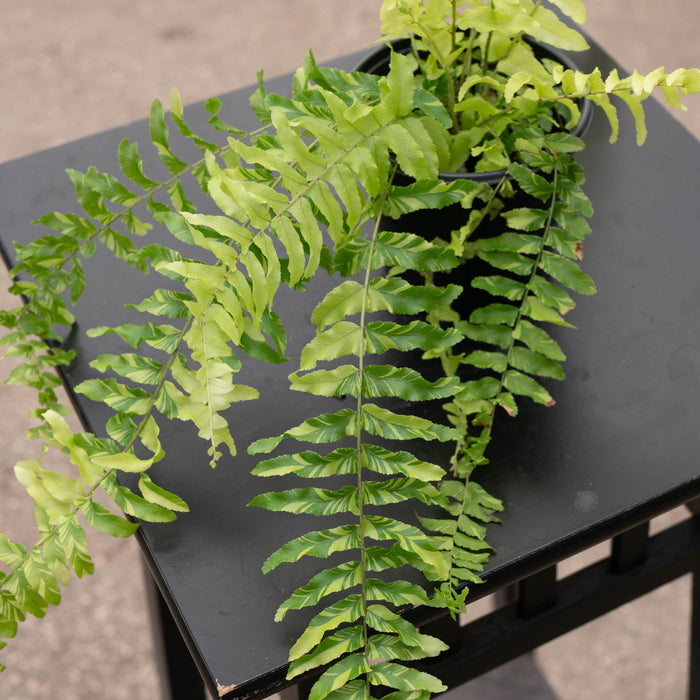 Gabriella Plants Fern 4" Fern Boston Nephrolepis exaltata variegated "Tiger Stripe"