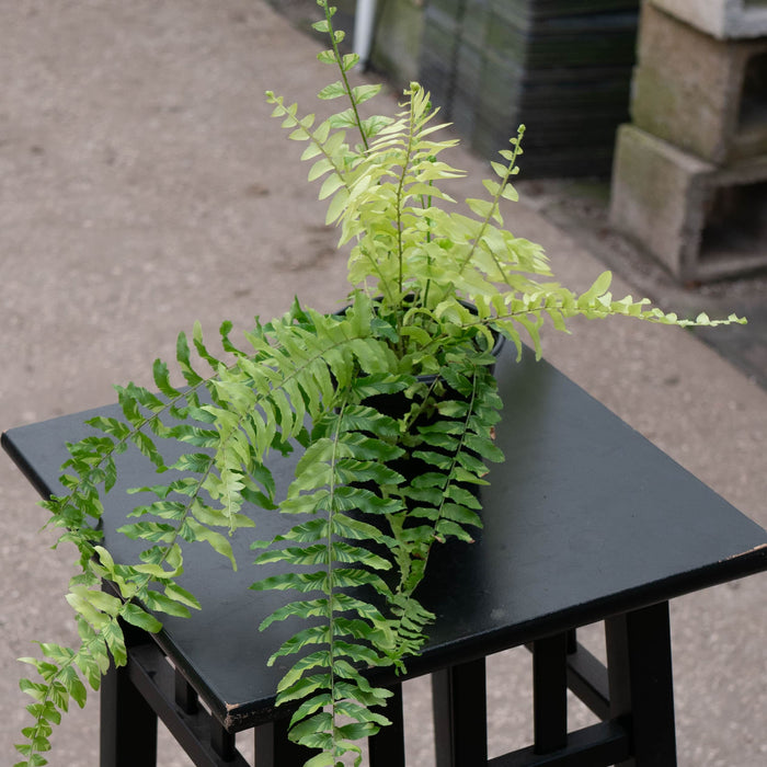 Gabriella Plants Fern 4" Fern Boston Nephrolepis exaltata variegated "Tiger Stripe"
