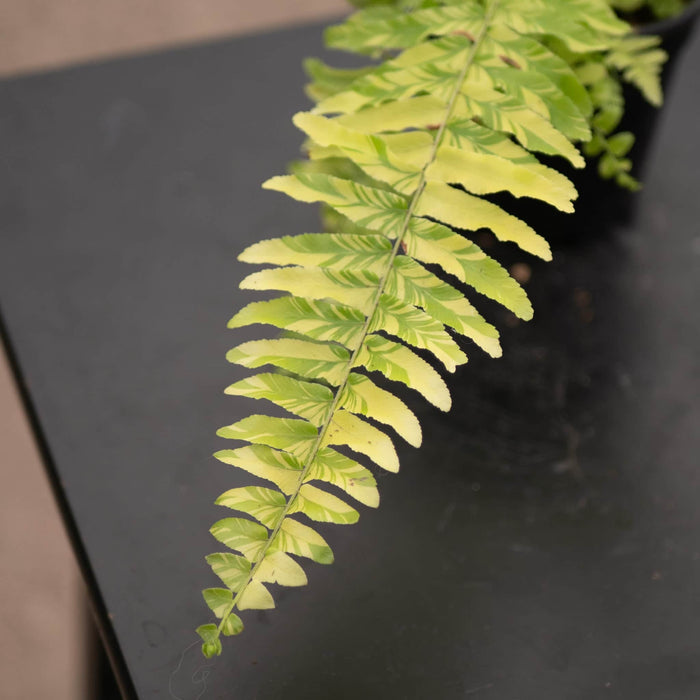 Gabriella Plants Fern 4" Fern Boston Nephrolepis exaltata 'Variegata'  "Tiger Stripe"