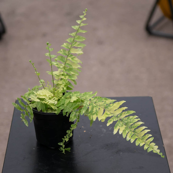 Gabriella Plants Fern 4" Fern Boston Nephrolepis exaltata 'Variegata'  "Tiger Stripe"