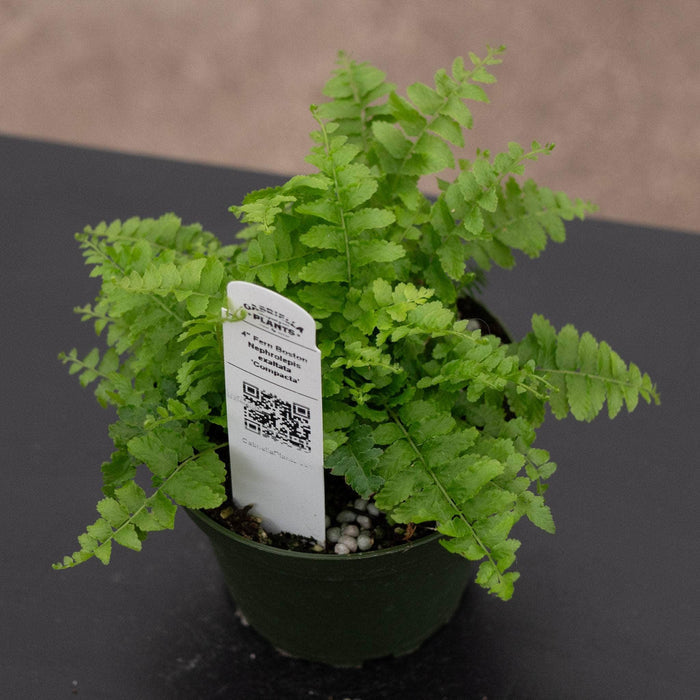 Gabriella Plants Fern 4 Fern Boston Nephrolepsis exaltata 'Compacta'