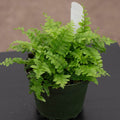 Gabriella Plants Fern 4 Fern Boston Nephrolepsis exaltata 'Compacta'