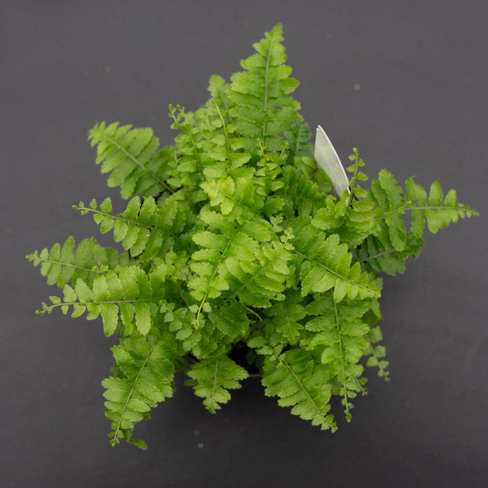 Gabriella Plants Fern 4 Fern Boston Nephrolepsis exaltata 'Compacta'