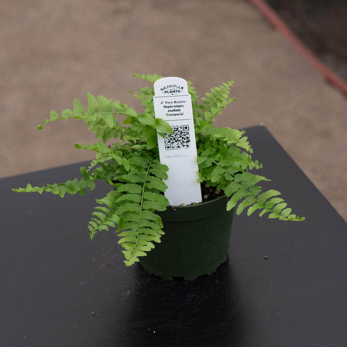 Gabriella Plants Fern 4 Fern Boston Nephrolepsis exaltata 'Compacta'