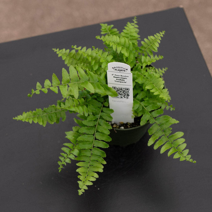 Gabriella Plants Fern 4 Fern Boston Nephrolepsis exaltata 'Compacta'