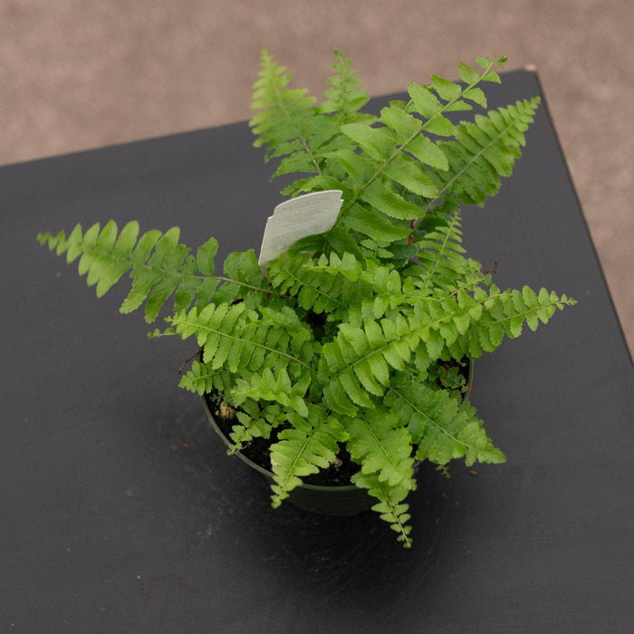 Gabriella Plants Fern 4 Fern Boston Nephrolepsis exaltata 'Compacta'