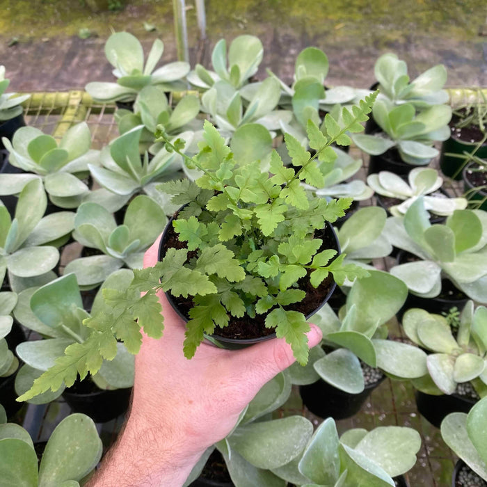 Gabriella Plants Fern 4" Fern Southern Shield